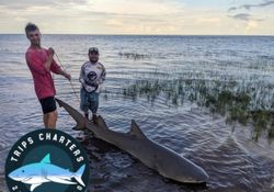 Bull shark measuring 71 inches caught while fishing in FL