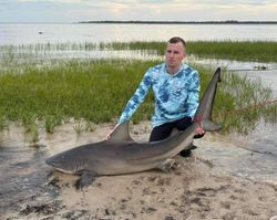 Bull shark caught at Shell Point Beach