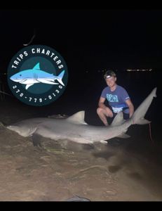 Angler catches a large bull shark at Shell Point Beach