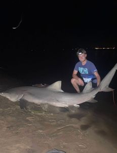 Massive bull shark at night!