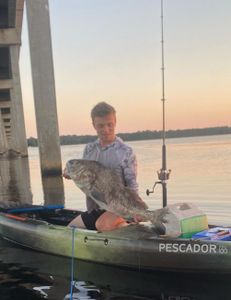 Huge black drum catch from the kayak!