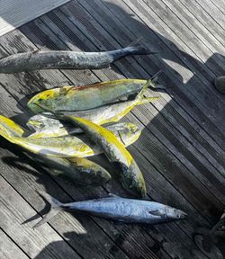 6 King Mackerel fish caught while fishing in FL