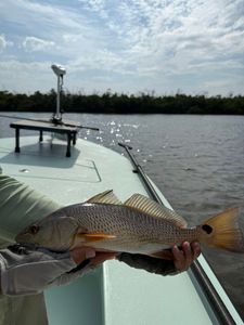 Redfish caught fishing in FL