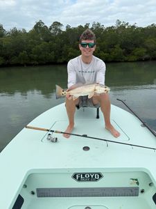 Redfish caught while fishing in Fort Myers