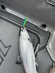 Lively Lake Michigan Coho!