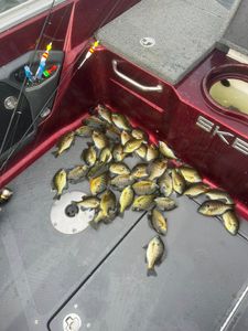 Fish-Species