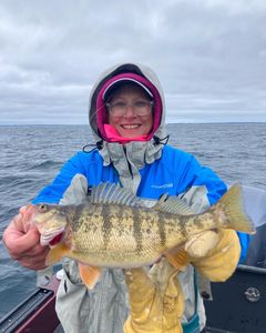 Angler holding a 22-inch American Yellow Perch in Traverse City