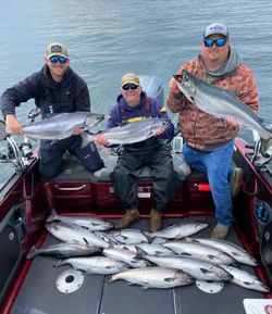 A group of 8 rainbow trout, chinook salmon, and pink salmon caught in Traverse City