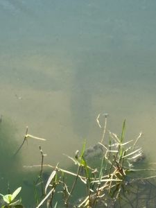 Fish-Species