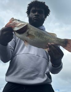 Fish-Species