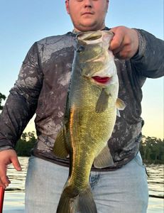 First fish of the night, 5.3lbs on a frog!!  Nice job Rase🙌🙌