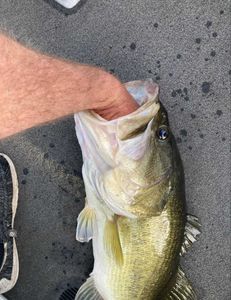 Fish-Species