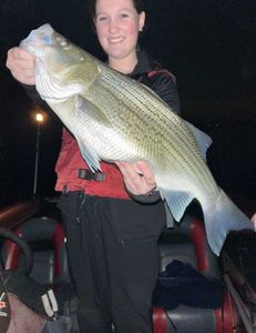 Fish-Species