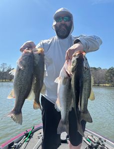 Three largemouth bass caught while fishing in Madisonville