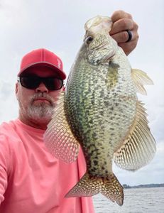 Crappie fish caught in Texas