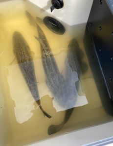 Fish-Species