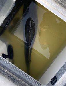 Fish-Species