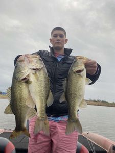 Three largemouth bass caught while fishing in Madisonville