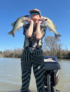 Two Florida bass caught while fishing in Madisonville