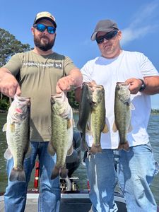 Four huge largemouth bass and florida bass caught while fishing in TX