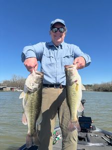 Two Florida Bass and Largemouth Bass in a fishing scene in TX