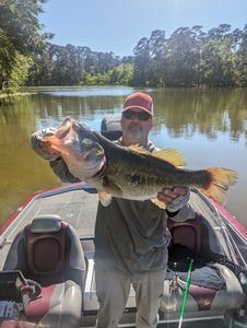 Largemouth Bass fish caught by angler in Madisonville