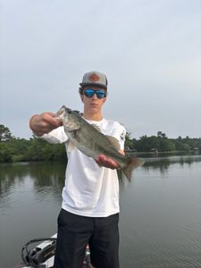 Largemouth Bass caught in TX