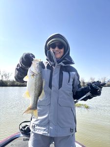 Largemouth bass caught in TX