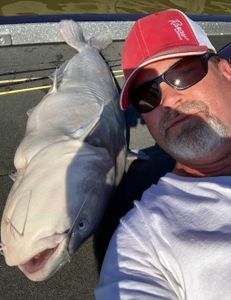 Blue catfish in Madisonville
