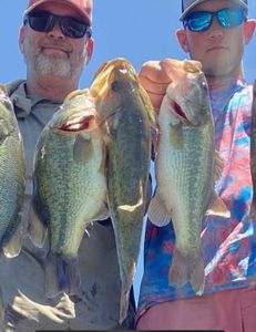 Three largemouth bass caught while fishing in Madisonville