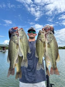 Angler holding multiple large bass caught fishing in Willis TX