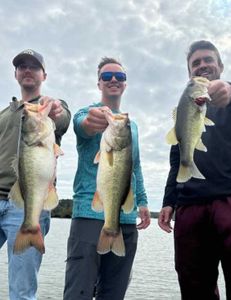 Three largemouth bass caught in Madisonville