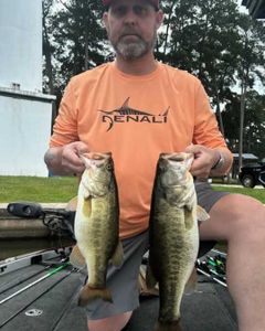 Two largemouth bass caught while fishing in Madisonville