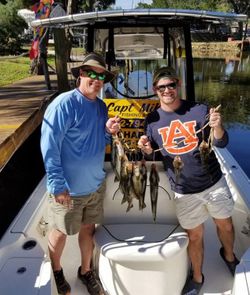 Various Fish in Crystal River, FL