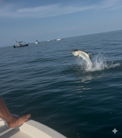 A tarpon fish swimming in the waters of FL.