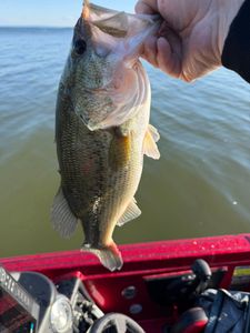 Largemouth bass being held up after being caught fishing in North Tonawanda NY