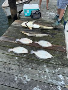 4 cobia fishing in virginia beach