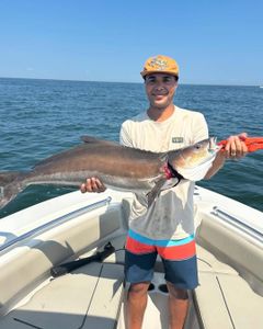 Cobia, a large saltwater fish, caught by a person in Virginia