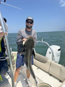 Cobia fish caught in Virginia Beach water sports
