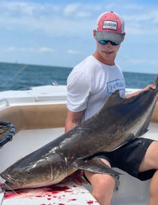 Cobia fish caught while fishing in VA