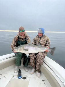 Striped bass caught by two anglers in VA