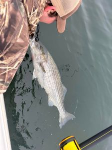 Striped bass caught in the waters of Virginia Beach