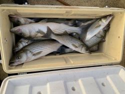 4 striped bass caught in Kingston