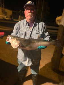 Striped bass caught in OK while fishing