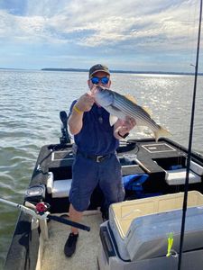 A fisherman holding a striped bass fish in OK