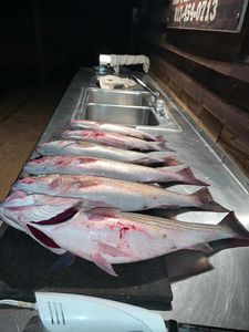 3 fish caught while fishing in Kingston