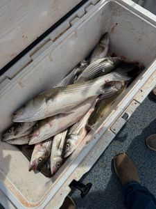 Fishing in Kingston, a great outdoor adventure