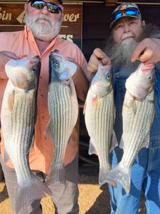 Four striped bass caught in Kingston while fishing
