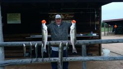Two striped bass, fishing in Kingston