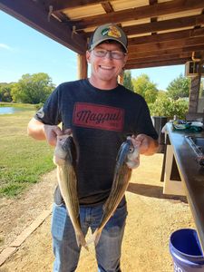 Striped bass caught by angler in OK